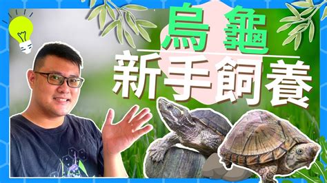 烏龜水池|養烏龜該注意的七件事